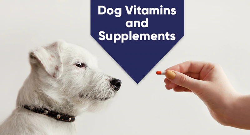  Everything You Need to Know About dogs Vitamin Supplements￼