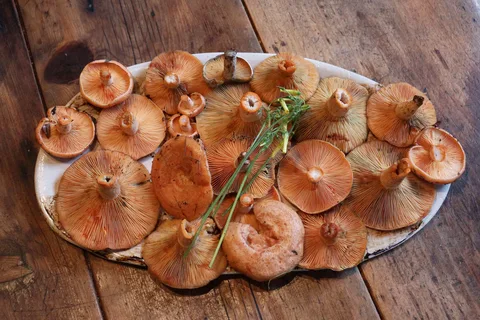  Lactarius deliciosus Recipe: A distinctly European wild mushroom