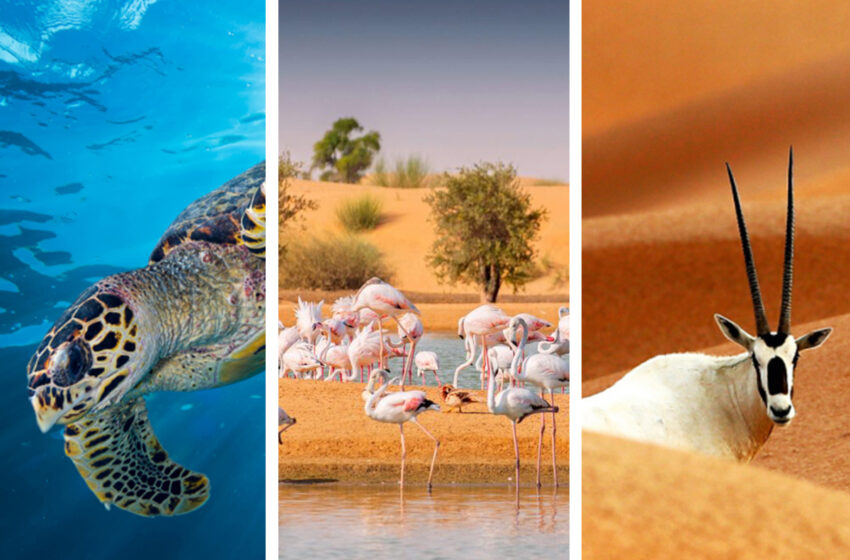  Wildlife in the UAE: A Fascinating Journey into Unspoiled Beauty